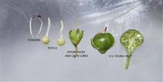   Fruit and floral parts